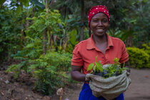 Agroforst in Uganda